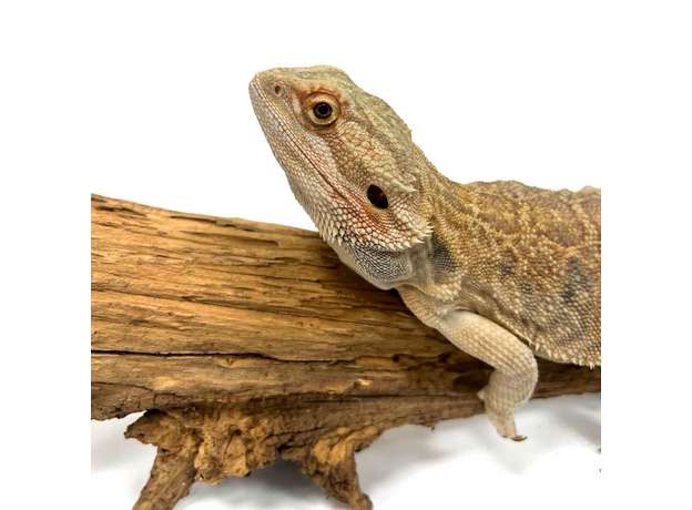 Агама Бородатая XXL Блинчик